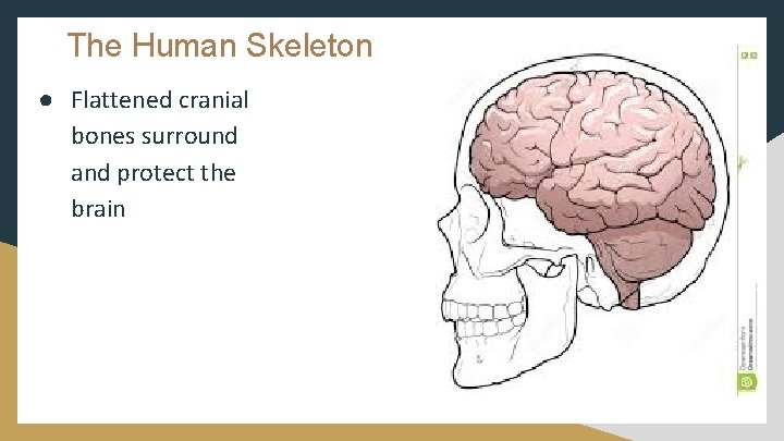The Human Skeleton ● Flattened cranial bones surround and protect the brain 