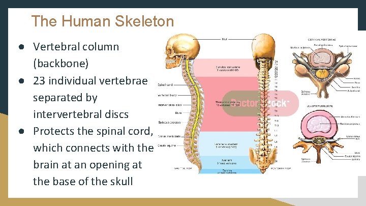 The Human Skeleton ● Vertebral column (backbone) ● 23 individual vertebrae separated by intervertebral