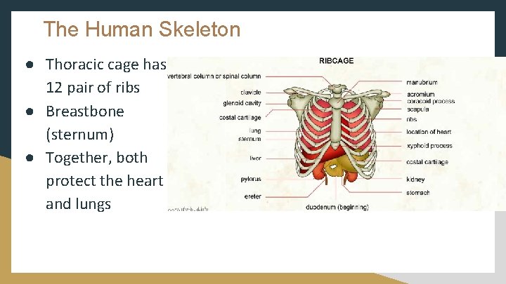 The Human Skeleton ● Thoracic cage has 12 pair of ribs ● Breastbone (sternum)