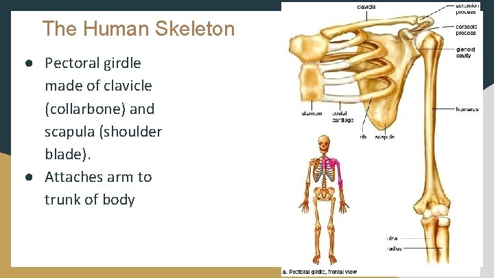 The Human Skeleton ● Pectoral girdle made of clavicle (collarbone) and scapula (shoulder blade).