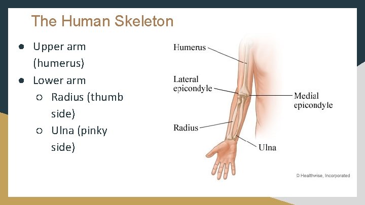 The Human Skeleton ● Upper arm (humerus) ● Lower arm ○ Radius (thumb side)