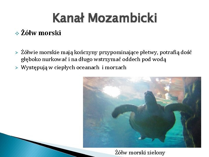 Kanał Mozambicki v Ø Ø Żółw morski Żółwie morskie mają kończyny przypominające płetwy, potrafią