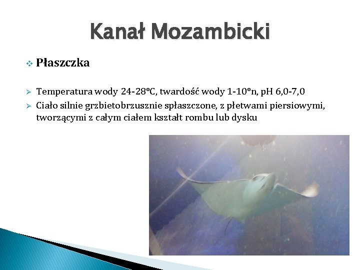 Kanał Mozambicki v Ø Ø Płaszczka Temperatura wody 24 -28°C, twardość wody 1 -10°n,