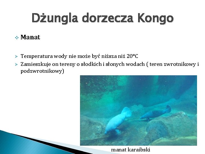 Dżungla dorzecza Kongo v Ø Ø Manat Temperatura wody nie może być niższa niż