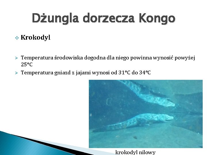 Dżungla dorzecza Kongo v Ø Ø Krokodyl Temperatura środowiska dogodna dla niego powinna wynosić