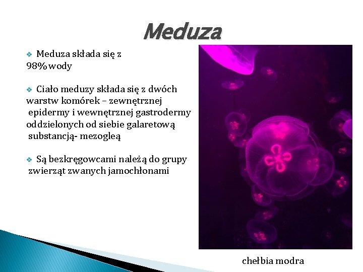 Meduza składa się z 98% wody Meduza v Ciało meduzy składa się z dwóch