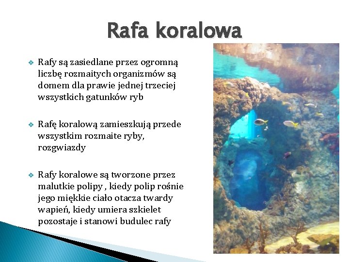 Rafa koralowa v Rafy są zasiedlane przez ogromną liczbę rozmaitych organizmów są domem dla