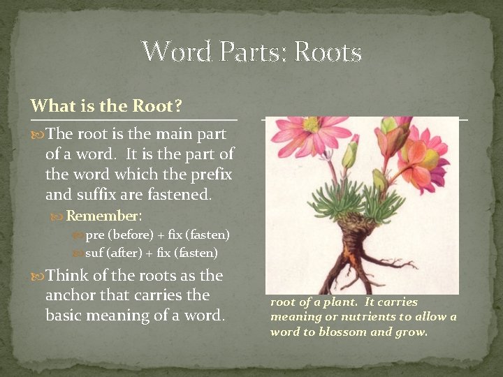 Word Parts: Roots What is the Root? The root is the main part of Word Parts: Roots What is the Root? The root is the main part of
