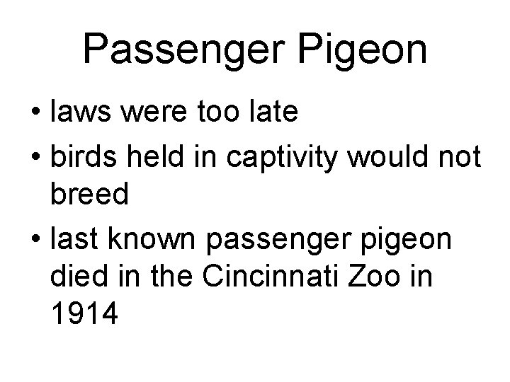 Passenger Pigeon • laws were too late • birds held in captivity would not