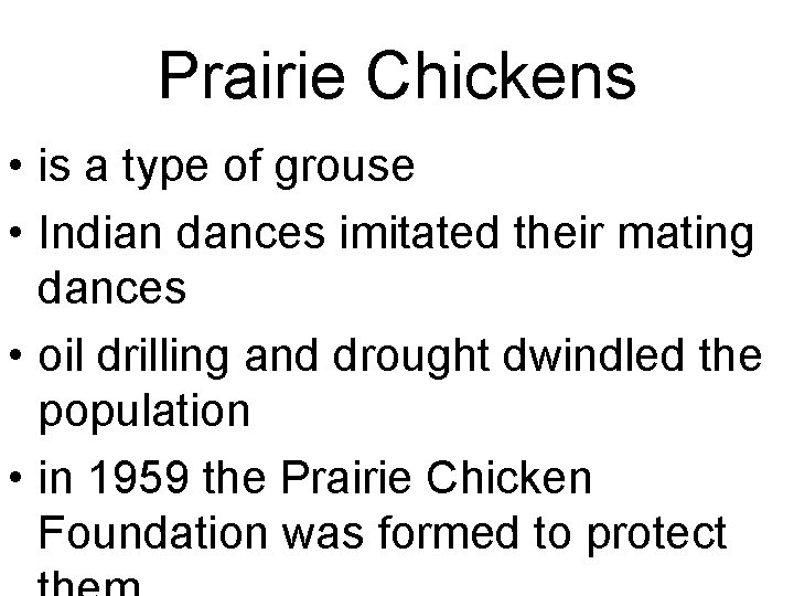 Prairie Chickens • is a type of grouse • Indian dances imitated their mating