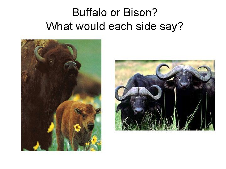 Buffalo or Bison? What would each side say? 