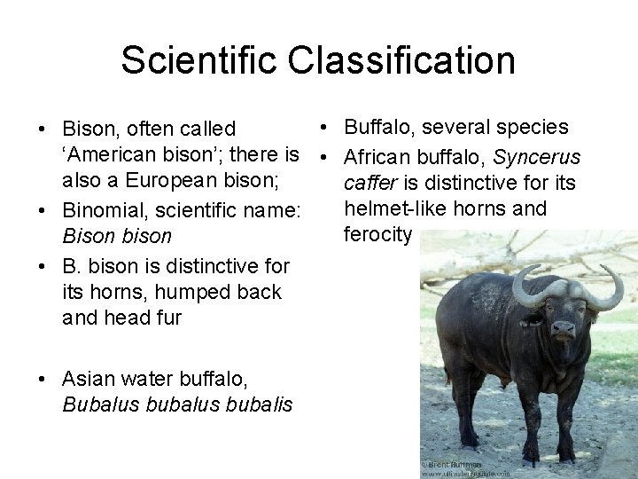 Scientific Classification • Buffalo, several species • Bison, often called ‘American bison’; there is