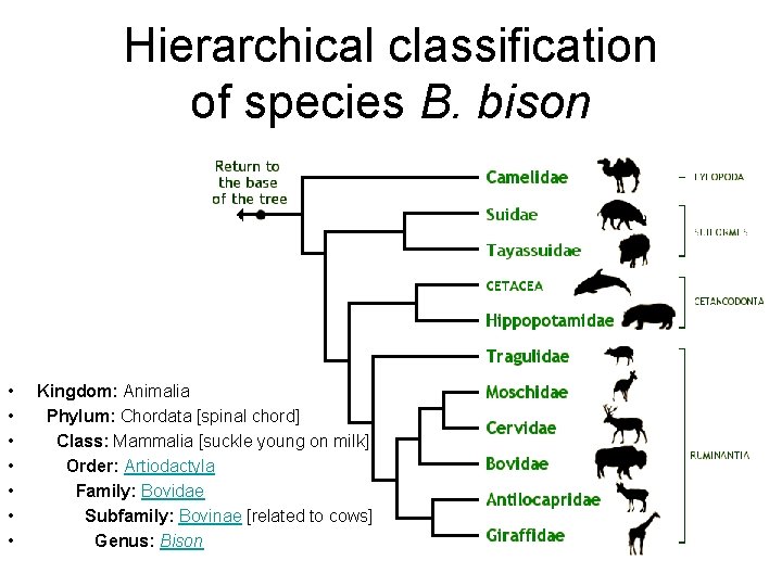 Hierarchical classification of species B. bison • • Kingdom: Animalia Phylum: Chordata [spinal chord]
