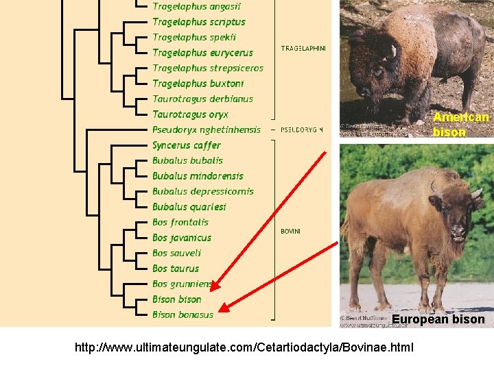 American bison European bison http: //www. ultimateungulate. com/Cetartiodactyla/Bovinae. html 