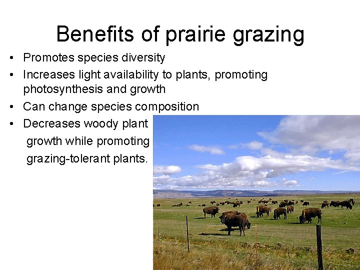 Benefits of prairie grazing • Promotes species diversity • Increases light availability to plants,