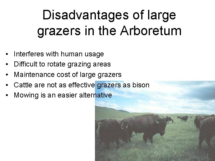 Disadvantages of large grazers in the Arboretum • • • Interferes with human usage