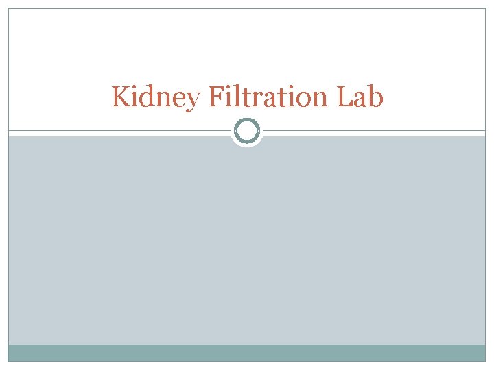 Kidney Filtration Lab 