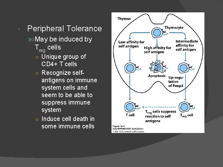  Peripheral Tolerance May be induced by Treg cells ○ Unique group of CD