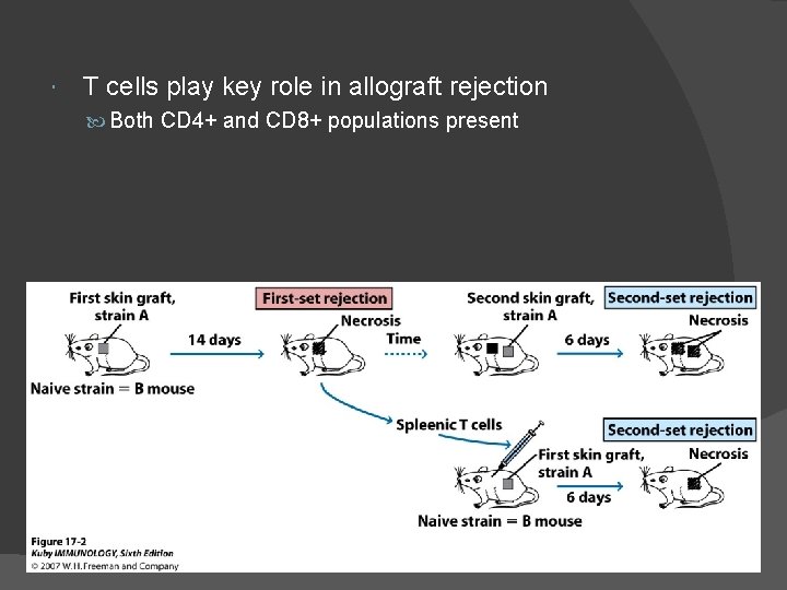  T cells play key role in allograft rejection Both CD 4+ and CD