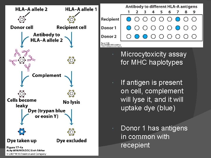  Microcytoxicity assay for MHC haplotypes If antigen is present on cell, complement will