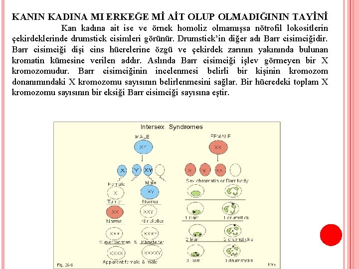 KANIN KADINA MI ERKEĞE Mİ AİT OLUP OLMADIĞININ TAYİNİ Kan kadına ait ise ve