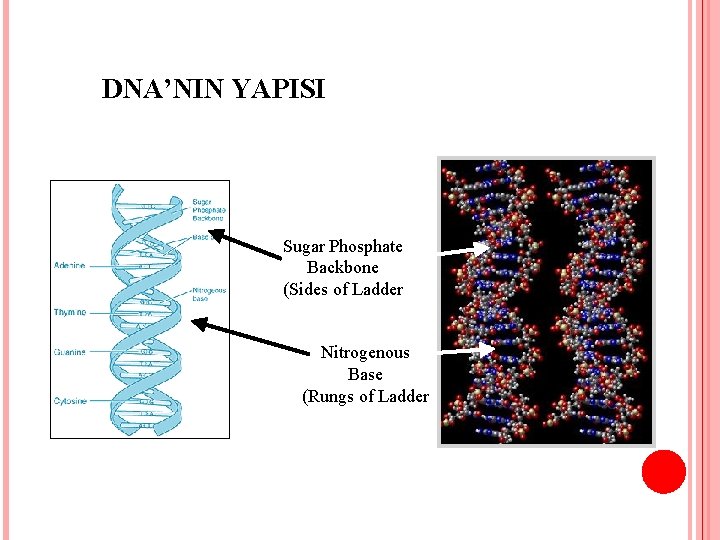 DNA’NIN YAPISI Sugar Phosphate Backbone (Sides of Ladder Nitrogenous Base (Rungs of Ladder 