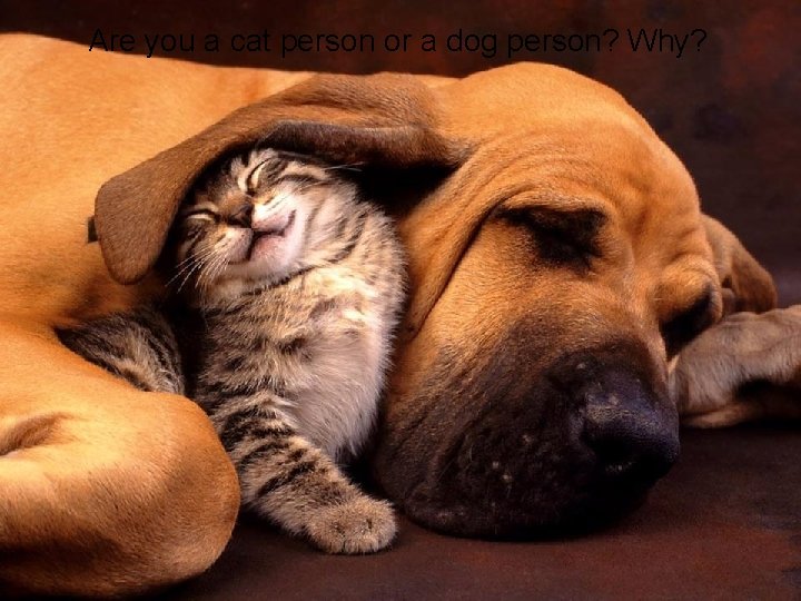 Are you a cat person or a dog person? Why? Are you a cat person or a dog person? Why?