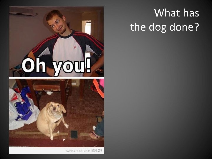 What has the dog done? What has the dog done?