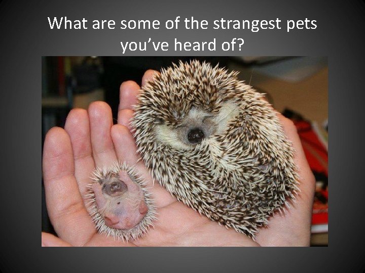 What are some of the strangest pets you’ve heard of? What are some of the strangest pets you’ve heard of?