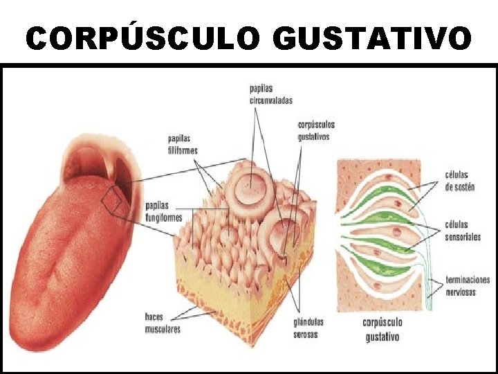 CORPÚSCULO GUSTATIVO 