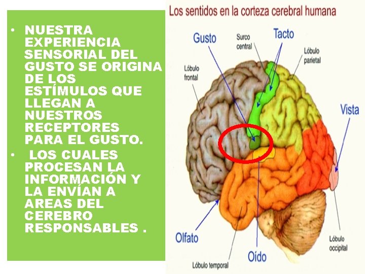  • NUESTRA EXPERIENCIA SENSORIAL DEL GUSTO SE ORIGINA DE LOS ESTÍMULOS QUE LLEGAN