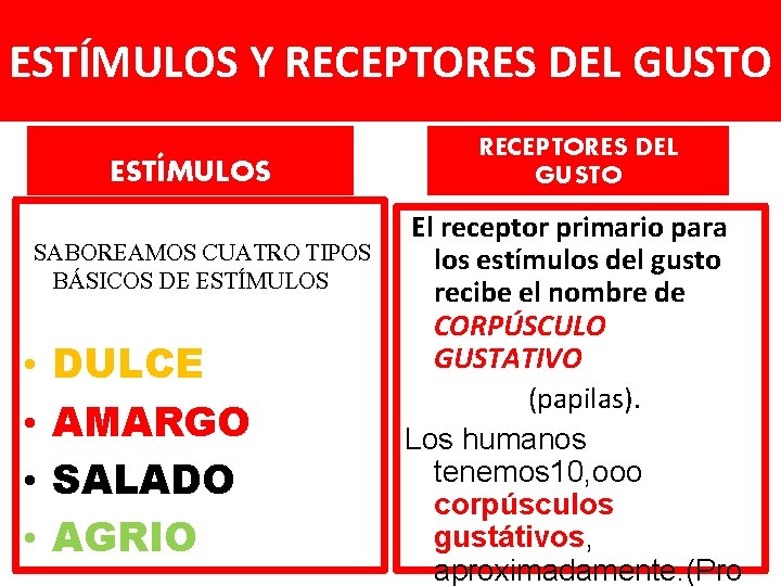 ESTÍMULOS Y RECEPTORES DEL GUSTO ESTÍMULOS SABOREAMOS CUATRO TIPOS BÁSICOS DE ESTÍMULOS • •
