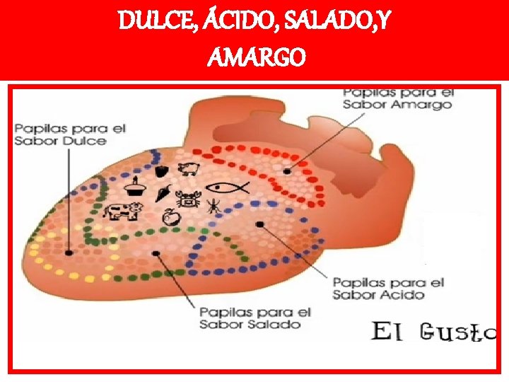 DULCE, ÁCIDO, SALADO, Y AMARGO 