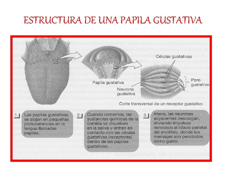 ESTRUCTURA DE UNA PAPILA GUSTATIVA 
