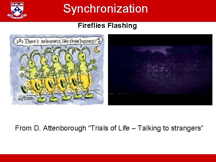 Synchronization Fireflies Flashing From D. Attenborough “Trials of Life – Talking to strangers” A.