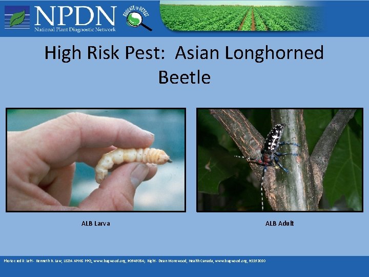 High Risk Pest: Asian Longhorned Beetle ALB Larva ALB Adult Photo credit: Left - High Risk Pest: Asian Longhorned Beetle ALB Larva ALB Adult Photo credit: Left -