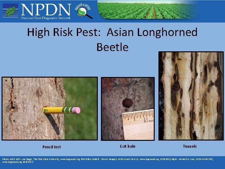 High Risk Pest: Asian Longhorned Beetle Pencil test Exit hole Tunnels Photo credit: Left High Risk Pest: Asian Longhorned Beetle Pencil test Exit hole Tunnels Photo credit: Left
