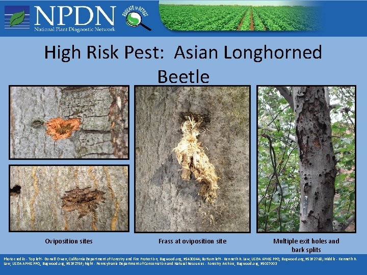 High Risk Pest: Asian Longhorned Beetle Oviposition sites Frass at oviposition site Multiple exit High Risk Pest: Asian Longhorned Beetle Oviposition sites Frass at oviposition site Multiple exit