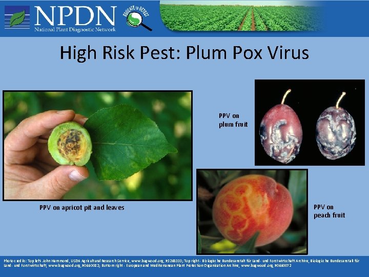 High Risk Pest: Plum Pox Virus PPV on plum fruit PPV on apricot pit High Risk Pest: Plum Pox Virus PPV on plum fruit PPV on apricot pit