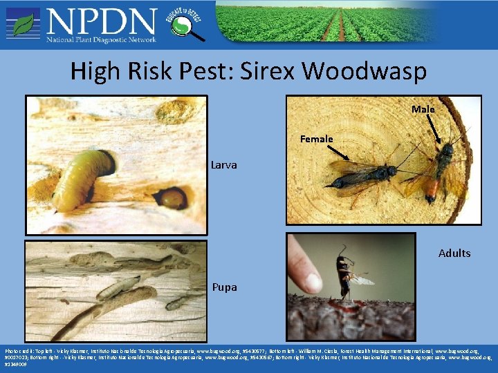 High Risk Pest: Sirex Woodwasp Male Female Larva Adults Pupa Photo credit: Top left High Risk Pest: Sirex Woodwasp Male Female Larva Adults Pupa Photo credit: Top left