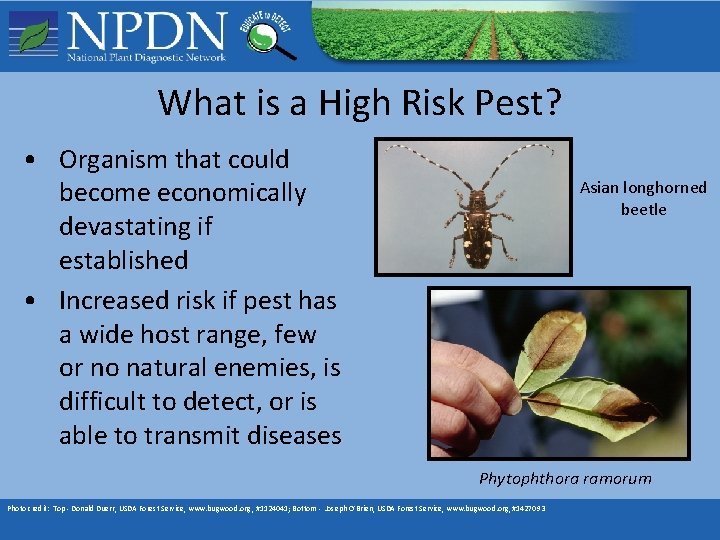 Monitoring for High Risk Pests What is a