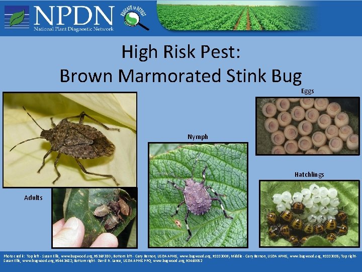 High Risk Pest: Brown Marmorated Stink Bug Eggs Nymph Hatchlings Adults Photo credit: Top High Risk Pest: Brown Marmorated Stink Bug Eggs Nymph Hatchlings Adults Photo credit: Top
