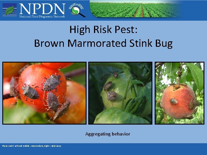 High Risk Pest: Brown Marmorated Stink Bug Aggregating behavior Photo credit: Left and middle High Risk Pest: Brown Marmorated Stink Bug Aggregating behavior Photo credit: Left and middle
