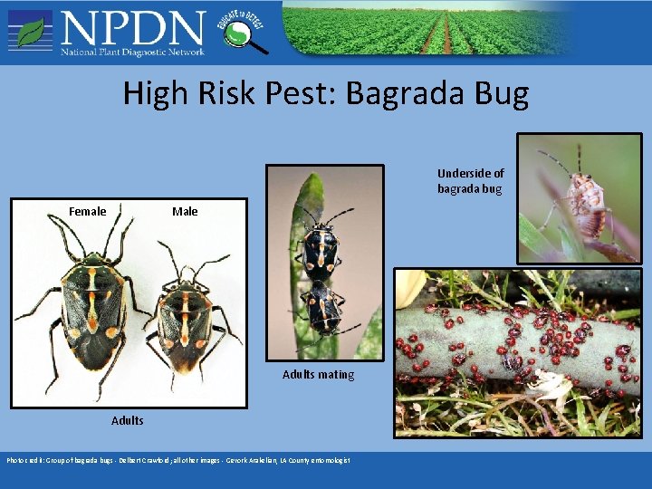 High Risk Pest: Bagrada Bug Underside of bagrada bug Female Male Adults mating Adults High Risk Pest: Bagrada Bug Underside of bagrada bug Female Male Adults mating Adults