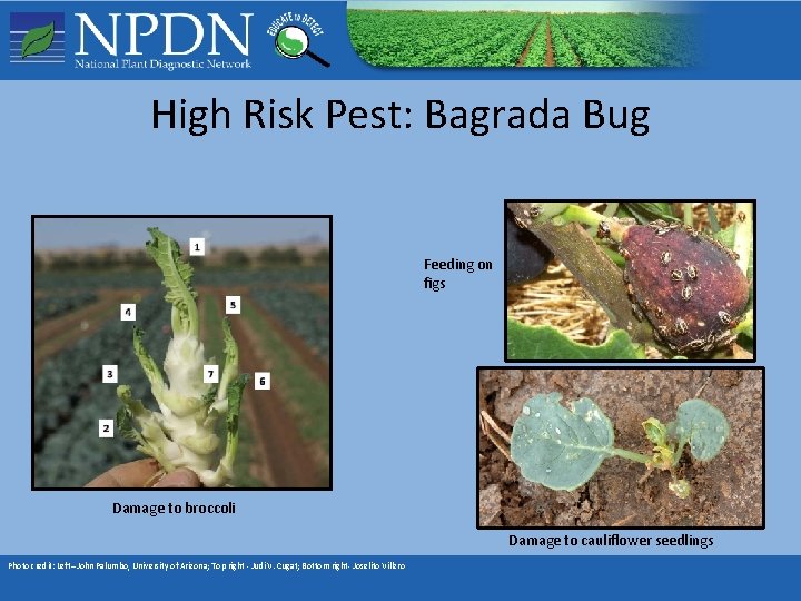 High Risk Pest: Bagrada Bug Feeding on figs Damage to broccoli Damage to cauliflower High Risk Pest: Bagrada Bug Feeding on figs Damage to broccoli Damage to cauliflower