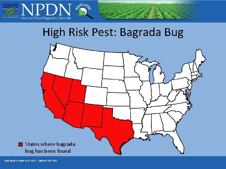 High Risk Pest: Bagrada Bug States where bagrada bug has been found Map based High Risk Pest: Bagrada Bug States where bagrada bug has been found Map based