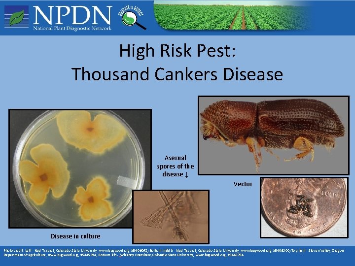 High Risk Pest: Thousand Cankers Disease Asexual spores of the disease ↓ Vector Disease High Risk Pest: Thousand Cankers Disease Asexual spores of the disease ↓ Vector Disease
