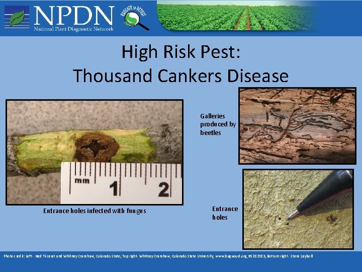 High Risk Pests Examples Monitoring for High Risk Pests What is a