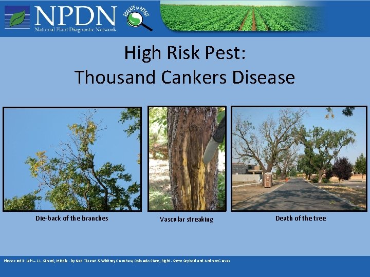High Risk Pest: Thousand Cankers Disease Die-back of the branches Vascular streaking Photo credit: High Risk Pest: Thousand Cankers Disease Die-back of the branches Vascular streaking Photo credit: