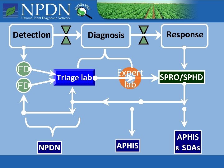 Detection FD FD Diagnosis Triage lab NPDN Expert lab APHIS Response SPRO/SPHD APHIS & Detection FD FD Diagnosis Triage lab NPDN Expert lab APHIS Response SPRO/SPHD APHIS &